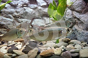 Indo Pacific Tarpon fish are swimming