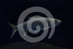 Indo-Pacific tarpon, oxeye herring, herring Megalops cyprinoides.