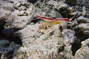 Indo-Pacific white banded cleaner shrimp Lysmata amboinensis