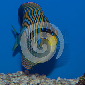 Indo Regal Angelfish