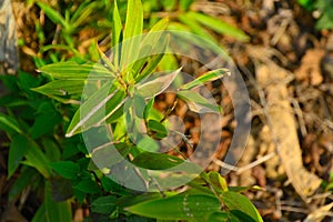 Indocalamus juveniles strive to grow towards the sun.