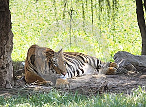 Indochina tiger lying on field photo