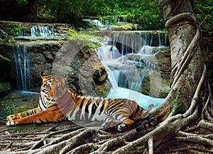 indochina tiger lying with relaxing under banyantree against beautiful pure nature limestone waterfalls use as green natural back photo