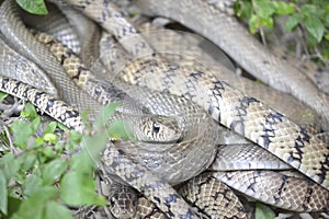 Indochinese & Banded Rat Snake