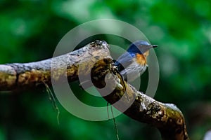 Indochinese Blue-flycatcher Cyornis sumatrensis