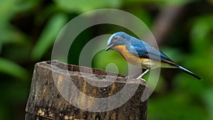 Indochinese Blue Flycatcher perching on bamboo stump