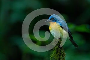 Indochinese Blue Flycatcher perching on top of the perch