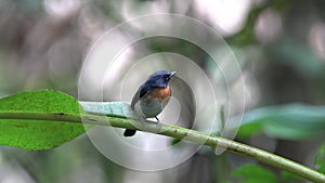 Indochinese Blue Flycatcher perching on a tree branch
