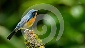 Indochinese Blue Flycatcher perching on tree stump