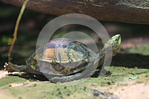 Indochinese box turtle