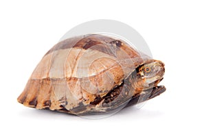 The Indochinese box turtle on white