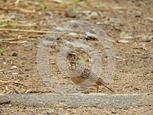 Indochinese bush lark