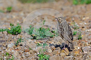 Indochinese Bushlark or Mirafra erythrocephala.