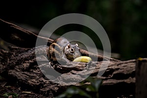 Indochinese ground squirrel Menetes berdmorei