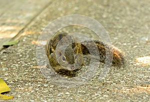 Indochinese Ground Squirrel (Menetes berdmorei)