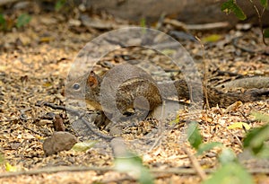 Indochinese Ground Squirrel (Menetes berdmorei)