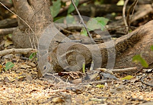 Indochinese Ground Squirrel (Menetes berdmorei)