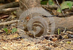 Indochinese Ground Squirrel (Menetes berdmorei)