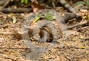 Indochinese Ground Squirrel (Menetes berdmorei)