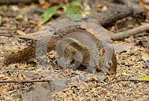 Indochinese Ground Squirrel (Menetes berdmorei)