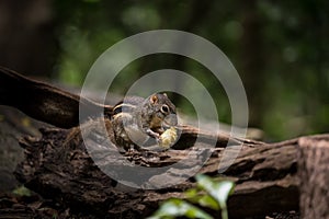 Indochinese ground squirrel Menetes berdmorei Eating a banana on a log in the garden