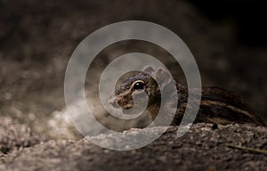 Indochinese ground squirrel Menetes berdmorei hiding behind the rocks in park