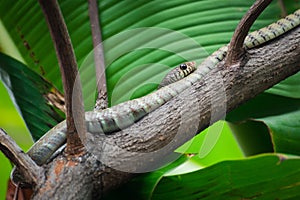 Indochinese rat snake Ptyas korros sleeping on branch of a tree in the forest