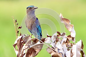 Indochinese roller,Coracias affinis(Coraciidae)Indian roller, Blue jay perched on a branch tree stump