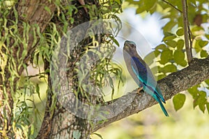 Indochinese Roller (Coracias affinis) perching on a branch.