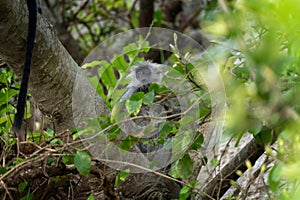Indochinese silvered langur, Trachypithecus germaini