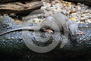 Indochinese smooth-coated otter