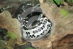 Indochinese spitting cobra