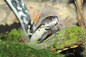 Indochinese spitting cobra photo