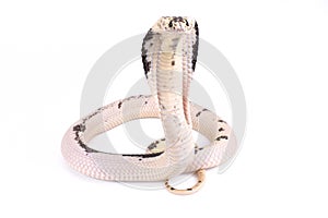 Indochinese spitting cobra ,Naja siamensis photo