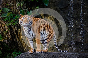 Indochinese tiger