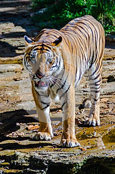 Indochinese tiger, or Corbett`s tiger