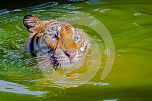 Indochinese tiger, or Corbett`s tiger, or Panthera tigris corbet