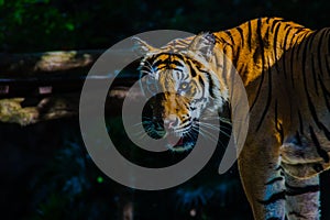 Indochinese tiger, or Corbett`s tiger, or Panthera tigris corbet