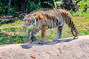 Indochinese tiger, or Corbett's tiger, or Panthera tigris corbet