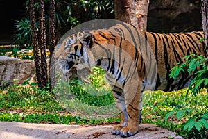 Indochinese tiger, or Corbett's tiger, or Panthera tigris corbet