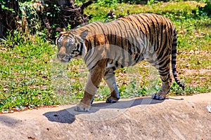 Indochinese tiger, or Corbett's tiger, or Panthera tigris corbet