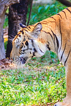 Indochinese tiger, or Corbett's tiger, or Panthera tigris corbet