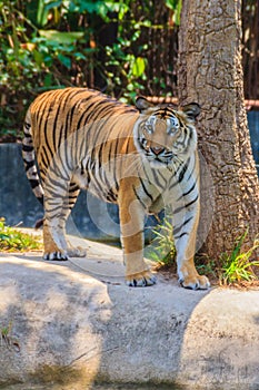 Indochinese tiger, or Corbett's tiger, or Panthera tigris corbet