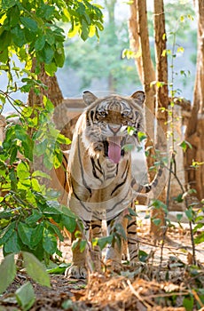 Indochinese tiger facial expression