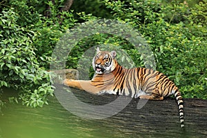 Indochinese tiger