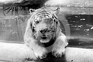 INDOCHINESE TIGER Panthera tigris corbetti
