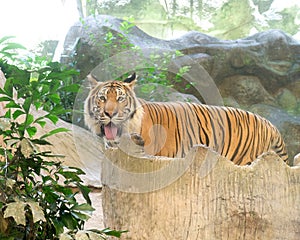 INDOCHINESE TIGER Panthera tigris corbetti