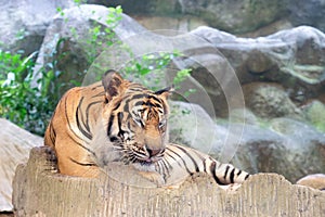 INDOCHINESE TIGER Panthera tigris corbetti in the zoo