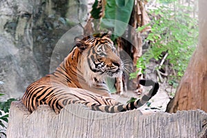 INDOCHINESE TIGER Panthera tigris corbetti in the zoo photo