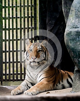 INDOCHINESE TIGER Panthera tigris corbetti in the zoo photo